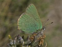 Callophrys rubi 38, Groentje, Saxifraga-Willem van Kruijsbergen