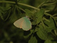 Callophrys rubi 46, Groentje, Saxifraga-Bas Klaver