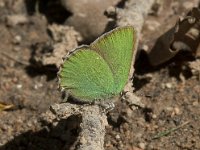 Callophrys rubi 47, Groentje, Saxifraga-Willem van Kruijsbergen