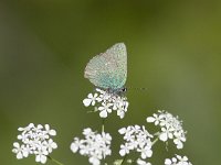 Callophrys rubi 49, Groentje, Saxifraga-Mark Zekhuis