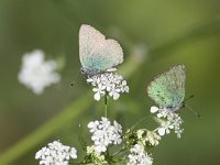 Callophrys rubi 50, Groentje, Saxifraga-Mark Zekhuis