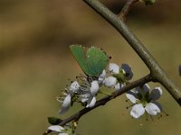 Callophrys rubi 59, Groentje, Saxifraga-Luuk Vermeer