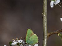 Callophrys rubi 60, Groentje, Saxifraga-Luuk Vermeer