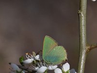 Callophrys rubi 61, Groentje, Saxifraga-Luuk Vermeer