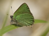 Callophrys rubi 7, Groentje, Saxifraga-Jan van der Straaten