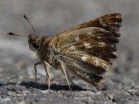 Carcharodus alceae 12, Kaasjeskruiddikkopje, Saxifraga-Arthur van Dijk