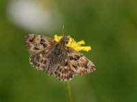 Carcharodus alceae 13, Kaasjeskruiddikkopje, Saxifraga-Arthur van Dijk