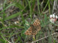 Carcharodus alceae 16, Kaasjeskruiddikkopje, Saxifraga-Kars Veling