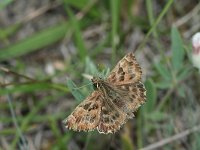 Carcharodus alceae 17, Kaasjeskruiddikkopje, Saxifraga-Kars Veling