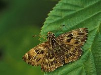 Carcharodus alceae 2, Kaasjeskruiddikkopje, female, Vlinderstichting-anonymus