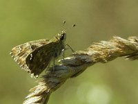 Carcharodus alceae 5, Kaasjeskruiddikkopje, Vlinderstichting-Chris van Swaay  7.17 16:06