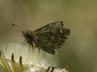 Carcharodus alceae 6, Kaasjeskruiddikkopje, Saxifraga-Jan van der Straaten