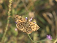 Carcharodus alceae 9, Kaasjeskruiddikkopje, Vlinderstichting-Kars Veling