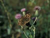 Carcharodus floccifera 6, Pluimdikkopje, Vlinderstichting-Kars Veling