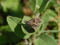 Carcharodus floccifera 7, Pluimdikkopje, Vlinderstichting-Albert Vliegenthart