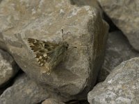 Carcharodus lavatherae 16, Andoorndikkopje, Saxifraga-Jan van der Straaten