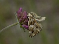 Carcharodus lavatherae 4, Andoorndikkopje, Vlinderstichting-Kars Veling