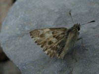 Carcharodus lavatherae 8, Andoorndikkopje, Saxifraga-Marijke Verhagen