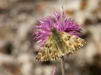 Carcharodus lavatherae 9, Andoorndikkopje, Vlinderstichting-Chris van Swaay  Carcharodus lavathera