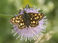 Carterocephalus palaemon 2, Bont dikkopje, female, Saxifraga-Jan van der Straaten