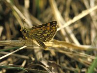 Carterocephalus palaemon 20, Bont dikkopje, Saxifrag-Janus Verkerk