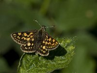 Carterocephalus palaemon 23, Bont dikkopje, Vlinderstichting-Kars Veling