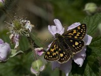 Carterocephalus palaemon 24, Bont dikkopje, Vlinderstichting-Kars Veling