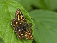 Carterocephalus palaemon 25, Bont dikkopje, Vlinderstichting-Kars Veling