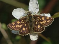 Carterocephalus palaemon 27, Bont dikkopje, Vlinderstichting-Joost Uitenbogaard