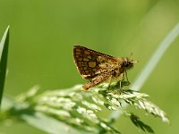 Carterocephalus palaemon 29, Bont dikkopje, Saxifraga-Arthur van Dijk