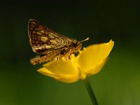 Carterocephalus palaemon 35, Bont dikkopje, Saxifraga-Arthur van Dijk