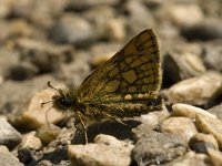 Carterocephalus palaemon 4, Bont dikkopje, male, Saxifraga-Jan van der Straaten