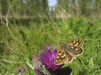 Carterocephalus palaemon 43, Bont dikkopje, Saxifraga-Rob Felix : Animalia, Arthropoda, Insecta, Lepidoptera, Project Natuurbalans, animal, arthropod, butterfly, dier, dieren, geleedpotige, geleedpotigen, insect, insecten, vlinder, vlinders