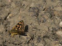 Carterocephalus palaemon 48, Bont dikkopje, Saxifraga-Jan van der Straaten