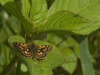 Carterocephalus palaemon 67, Bont dikkopje, Saxifraga-Jan van der Straaten