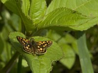 Carterocephalus palaemon 69, Bont dikkopje, Saxifraga-Jan van der Straaten