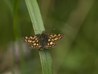 Carterocephalus palaemon 71, Bont dikkopje, Saxifraga-Jan van der Straaten