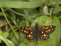 Carterocephalus palaemon 73, male, Bont dikkopje, Saxifraga-Marijke Verhagen