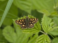 Carterocephalus palaemon 74, female, Bont dikkopje, Saxifraga-Marijke Verhagen