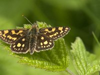 Carterocephalus palaemon 77, female, Bont dikkopje, Saxifraga-Marijke Verhagen