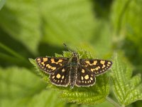 Carterocephalus palaemon 78, female, Bont dikkopje, Saxifraga-Marijke Verhagen