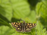 Carterocephalus palaemon 79, female, Bont dikkopje, Saxifraga-Marijke Verhagen