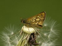 Carterocephalus palaemon 8, Bont dikkopje, male, Saxifraga-Marijke Verhagen