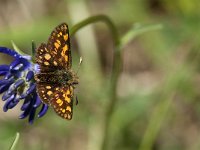 Carterocephalus palaemon 82, male, Bont dikkopje, Saxifraga-Marijke Verhagen