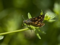 Carterocephalus palaemon 84, Bont dikkopje, Saxifraga-Marijke Verhagen