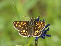 Carterocephalus palaemon 85, male, Bont dikkopje, Saxifraga-Marijke Verhagen