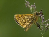 Carterocephalus palaemon 9, Bont dikkopje, male, Saxifraga-Marijke Verhagen