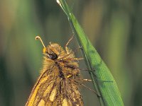 Carterocephalus silvicola 2, Geelbont dikkopje, male, Saxifraga-Frits Bink