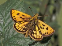 Carterocephalus silvicola 3, Geelbont dikkopje, male, Saxifraga-Frits Bink