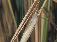 Carterocephalus silvicola 4, Geelbont dikkopje, pupa, Saxifraga-Frits Bink